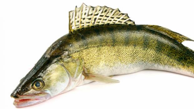 Cyprinidae - Fish Encyclopedia Freshwater fish from the carp family