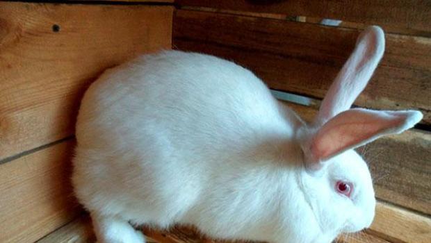 토끼는 얼마나 오래 삽니까? 주요 동물 종류는 무엇입니까?