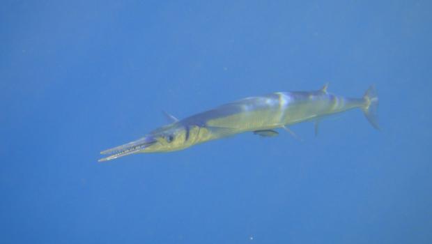 Karadeniz zargana balığı