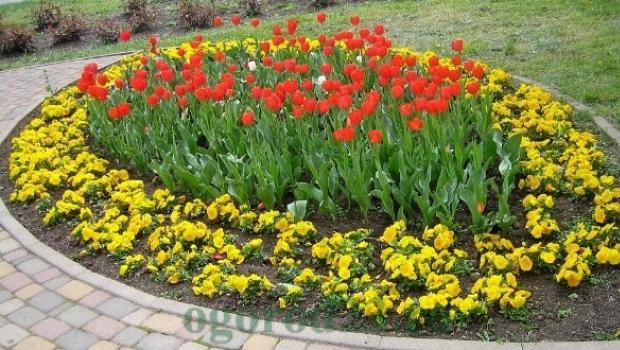 زهور الثالوث - زهور الربيع الرقيقة كم عدد زهور الثالوث التي تتفتح